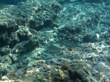 Rodos adası yakınlarındaki Akdeniz 'in inanılmaz sualtı dünyası. Bu denizin bitki örtüsü ve faunasının sualtı fotoğrafçılığı. Rodos, Yunanistan 