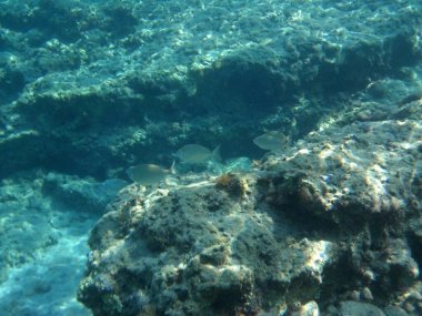 Rodos adası yakınlarındaki Akdeniz 'in inanılmaz sualtı dünyası. Bu denizin bitki örtüsü ve faunasının sualtı fotoğrafçılığı. Rodos, Yunanistan 