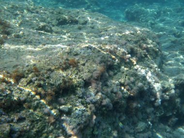 Rodos adası yakınlarındaki Akdeniz 'in inanılmaz sualtı dünyası. Bu denizin bitki örtüsü ve faunasının sualtı fotoğrafçılığı. Rodos, Yunanistan 