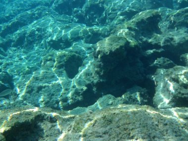 Rodos adası yakınlarındaki Akdeniz 'in inanılmaz sualtı dünyası. Bu denizin bitki örtüsü ve faunasının sualtı fotoğrafçılığı. Rodos, Yunanistan 