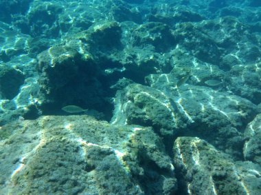 Rodos adası yakınlarındaki Akdeniz 'in inanılmaz sualtı dünyası. Bu denizin bitki örtüsü ve faunasının sualtı fotoğrafçılığı. Rodos, Yunanistan 