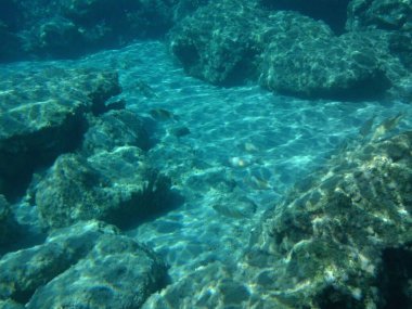 Rodos adası yakınlarındaki Akdeniz 'in inanılmaz sualtı dünyası. Bu denizin bitki örtüsü ve faunasının sualtı fotoğrafçılığı. Rodos, Yunanistan 