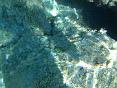 Rodos adası yakınlarındaki Akdeniz 'in inanılmaz sualtı dünyası. Bu denizin bitki örtüsü ve faunasının sualtı fotoğrafçılığı. Rodos, Yunanistan 