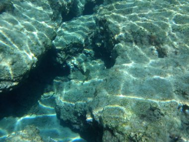 Rodos adası yakınlarındaki Akdeniz 'in inanılmaz sualtı dünyası. Bu denizin bitki örtüsü ve faunasının sualtı fotoğrafçılığı. Rodos, Yunanistan 