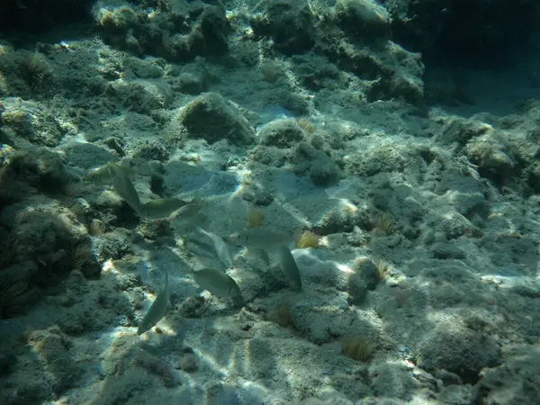 Rodos adası yakınlarındaki Akdeniz 'in inanılmaz sualtı dünyası. Bu denizin bitki örtüsü ve faunasının sualtı fotoğrafçılığı. Rodos, Yunanistan 