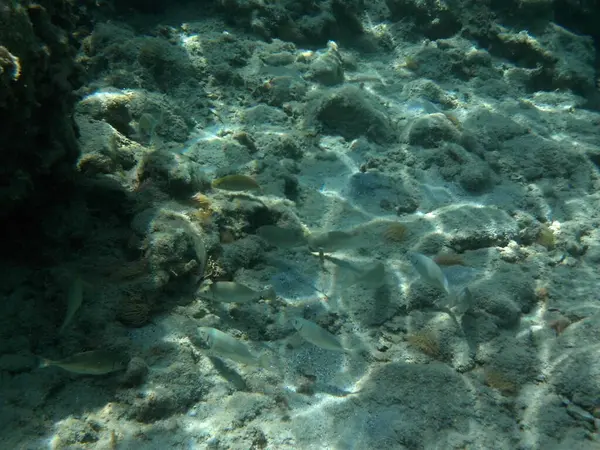 Rodos adası yakınlarındaki Akdeniz 'in inanılmaz sualtı dünyası. Bu denizin bitki örtüsü ve faunasının sualtı fotoğrafçılığı. Rodos, Yunanistan 