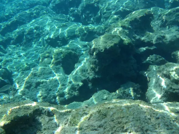 Rodos adası yakınlarındaki Akdeniz 'in inanılmaz sualtı dünyası. Bu denizin bitki örtüsü ve faunasının sualtı fotoğrafçılığı. Rodos, Yunanistan 