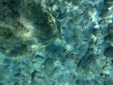 Rodos adası yakınlarındaki Akdeniz 'in inanılmaz sualtı dünyası. Bu denizin bitki örtüsü ve faunasının sualtı fotoğrafçılığı. Rodos, Yunanistan 