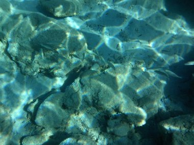 Rodos adası yakınlarındaki Akdeniz 'in inanılmaz sualtı dünyası. Bu denizin bitki örtüsü ve faunasının sualtı fotoğrafçılığı. Rodos, Yunanistan 