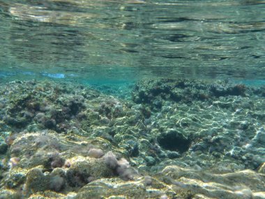 Rodos adası yakınlarındaki Akdeniz 'in inanılmaz sualtı dünyası. Bu denizin bitki örtüsü ve faunasının sualtı fotoğrafçılığı. Rodos, Yunanistan 
