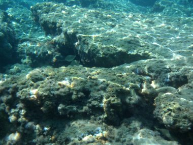 Rodos adası yakınlarındaki Akdeniz 'in inanılmaz sualtı dünyası. Bu denizin bitki örtüsü ve faunasının sualtı fotoğrafçılığı. Rodos, Yunanistan 