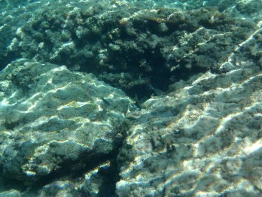Rodos adası yakınlarındaki Akdeniz 'in inanılmaz sualtı dünyası. Bu denizin bitki örtüsü ve faunasının sualtı fotoğrafçılığı. Rodos, Yunanistan 