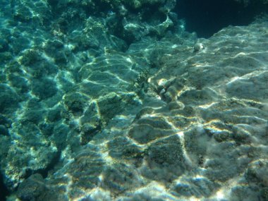 Rodos adası yakınlarındaki Akdeniz 'in inanılmaz sualtı dünyası. Bu denizin bitki örtüsü ve faunasının sualtı fotoğrafçılığı. Rodos, Yunanistan 