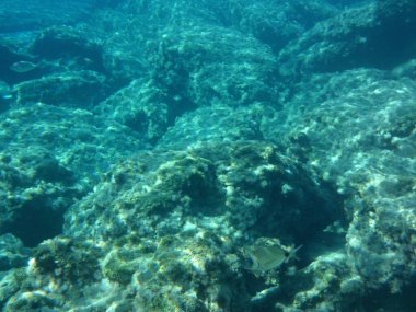 Rodos adası yakınlarındaki Akdeniz 'in inanılmaz sualtı dünyası. Bu denizin bitki örtüsü ve faunasının sualtı fotoğrafçılığı. Rodos, Yunanistan 