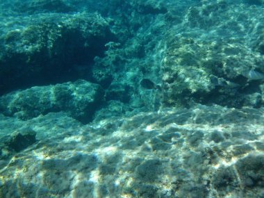 Rodos adası yakınlarındaki Akdeniz 'in inanılmaz sualtı dünyası. Bu denizin bitki örtüsü ve faunasının sualtı fotoğrafçılığı. Rodos, Yunanistan 