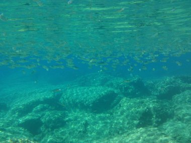 Rodos adası yakınlarındaki Akdeniz 'in inanılmaz sualtı dünyası. Bu denizin bitki örtüsü ve faunasının sualtı fotoğrafçılığı. Rodos, Yunanistan 