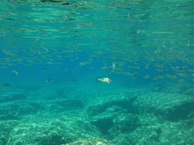 Rodos adası yakınlarındaki Akdeniz 'in inanılmaz sualtı dünyası. Bu denizin bitki örtüsü ve faunasının sualtı fotoğrafçılığı. Rodos, Yunanistan 