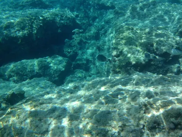 Rodos adası yakınlarındaki Akdeniz 'in inanılmaz sualtı dünyası. Bu denizin bitki örtüsü ve faunasının sualtı fotoğrafçılığı. Rodos, Yunanistan 