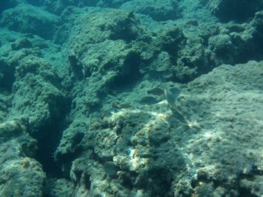 Rodos adası yakınlarındaki Akdeniz 'in inanılmaz sualtı dünyası. Bu denizin bitki örtüsü ve faunasının sualtı fotoğrafçılığı. Rodos, Yunanistan 