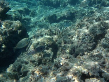 Rodos adası yakınlarındaki Akdeniz 'in inanılmaz sualtı dünyası. Bu denizin bitki örtüsü ve faunasının sualtı fotoğrafçılığı. Rodos, Yunanistan 