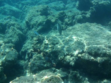 Rodos adası yakınlarındaki Akdeniz 'in inanılmaz sualtı dünyası. Bu denizin bitki örtüsü ve faunasının sualtı fotoğrafçılığı. Rodos, Yunanistan 