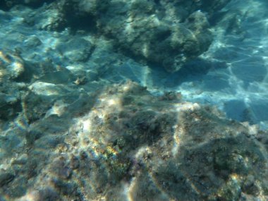 Rodos adası yakınlarındaki Akdeniz 'in inanılmaz sualtı dünyası. Bu denizin bitki örtüsü ve faunasının sualtı fotoğrafçılığı. Rodos, Yunanistan 