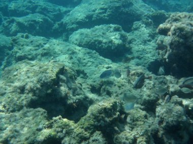 Rodos adası yakınlarındaki Akdeniz 'in inanılmaz sualtı dünyası. Bu denizin bitki örtüsü ve faunasının sualtı fotoğrafçılığı. Rodos, Yunanistan 