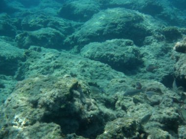 Rodos adası yakınlarındaki Akdeniz 'in inanılmaz sualtı dünyası. Bu denizin bitki örtüsü ve faunasının sualtı fotoğrafçılığı. Rodos, Yunanistan 