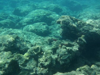 Rodos adası yakınlarındaki Akdeniz 'in inanılmaz sualtı dünyası. Bu denizin bitki örtüsü ve faunasının sualtı fotoğrafçılığı. Rodos, Yunanistan 
