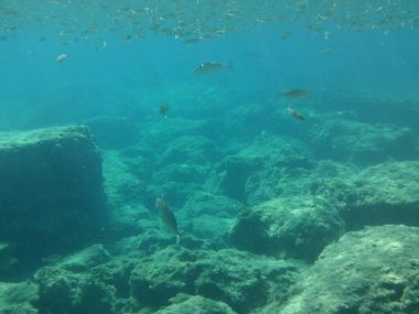 Rodos adası yakınlarındaki Akdeniz 'in inanılmaz sualtı dünyası. Bu denizin bitki örtüsü ve faunasının sualtı fotoğrafçılığı. Rodos, Yunanistan 