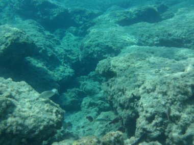 Rodos adası yakınlarındaki Akdeniz 'in inanılmaz sualtı dünyası. Bu denizin bitki örtüsü ve faunasının sualtı fotoğrafçılığı. Rodos, Yunanistan 