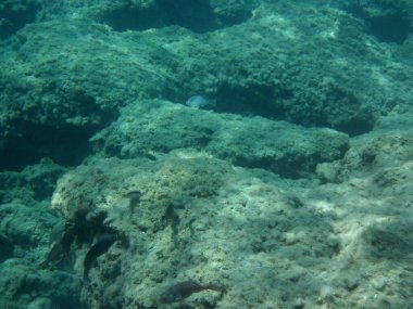 Rodos adası yakınlarındaki Akdeniz 'in inanılmaz sualtı dünyası. Bu denizin bitki örtüsü ve faunasının sualtı fotoğrafçılığı. Rodos, Yunanistan 
