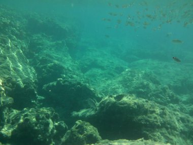 Rodos adası yakınlarındaki Akdeniz 'in inanılmaz sualtı dünyası. Bu denizin bitki örtüsü ve faunasının sualtı fotoğrafçılığı. Rodos, Yunanistan