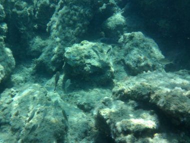 Rodos adası yakınlarındaki Akdeniz 'in inanılmaz sualtı dünyası. Bu denizin bitki örtüsü ve faunasının sualtı fotoğrafçılığı. Rodos, Yunanistan