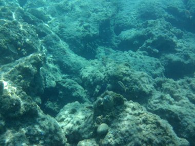 Rodos adası yakınlarındaki Akdeniz 'in inanılmaz sualtı dünyası. Bu denizin bitki örtüsü ve faunasının sualtı fotoğrafçılığı. Rodos, Yunanistan