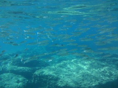 Rodos adası yakınlarındaki Akdeniz 'in inanılmaz sualtı dünyası. Bu denizin bitki örtüsü ve faunasının sualtı fotoğrafçılığı. Rodos, Yunanistan