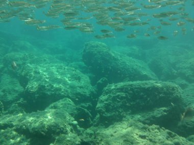 Rodos adası yakınlarındaki Akdeniz 'in inanılmaz sualtı dünyası. Bu denizin bitki örtüsü ve faunasının sualtı fotoğrafçılığı. Rodos, Yunanistan