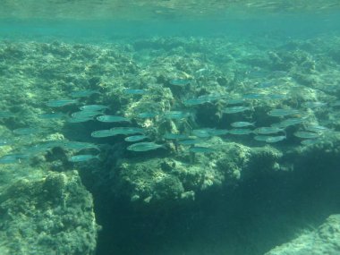 Rodos adası yakınlarındaki Akdeniz 'in inanılmaz sualtı dünyası. Bu denizin bitki örtüsü ve faunasının sualtı fotoğrafçılığı. Rodos, Yunanistan