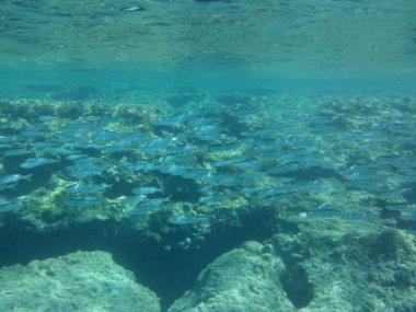 Rodos adası yakınlarındaki Akdeniz 'in inanılmaz sualtı dünyası. Bu denizin bitki örtüsü ve faunasının sualtı fotoğrafçılığı. Rodos, Yunanistan