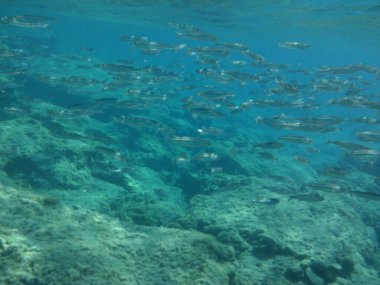 Rodos adası yakınlarındaki Akdeniz 'in inanılmaz sualtı dünyası. Bu denizin bitki örtüsü ve faunasının sualtı fotoğrafçılığı. Rodos, Yunanistan