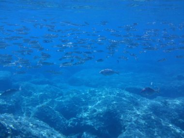 Rodos adası yakınlarındaki Akdeniz 'in inanılmaz sualtı dünyası. Bu denizin bitki örtüsü ve faunasının sualtı fotoğrafçılığı. Rodos, Yunanistan