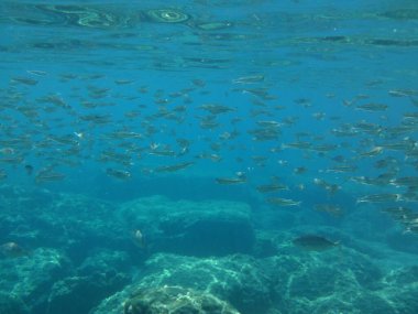 Rodos adası yakınlarındaki Akdeniz 'in inanılmaz sualtı dünyası. Bu denizin bitki örtüsü ve faunasının sualtı fotoğrafçılığı. Rodos, Yunanistan