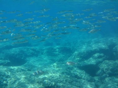Rodos adası yakınlarındaki Akdeniz 'in inanılmaz sualtı dünyası. Bu denizin bitki örtüsü ve faunasının sualtı fotoğrafçılığı. Rodos, Yunanistan