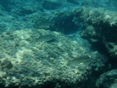 Rodos adası yakınlarındaki Akdeniz 'in inanılmaz sualtı dünyası. Bu denizin bitki örtüsü ve faunasının sualtı fotoğrafçılığı. Rodos, Yunanistan