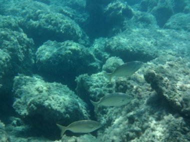 Rodos adası yakınlarındaki Akdeniz 'in inanılmaz sualtı dünyası. Bu denizin bitki örtüsü ve faunasının sualtı fotoğrafçılığı. Rodos, Yunanistan