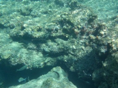 Rodos adası yakınlarındaki Akdeniz 'in inanılmaz sualtı dünyası. Bu denizin bitki örtüsü ve faunasının sualtı fotoğrafçılığı. Rodos, Yunanistan