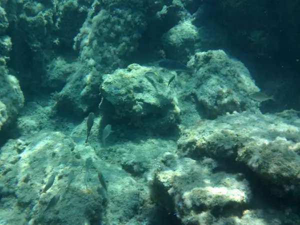 Rodos adası yakınlarındaki Akdeniz 'in inanılmaz sualtı dünyası. Bu denizin bitki örtüsü ve faunasının sualtı fotoğrafçılığı. Rodos, Yunanistan
