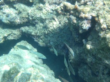 Rodos adası yakınlarındaki Akdeniz 'in inanılmaz sualtı dünyası. Bu denizin bitki örtüsü ve faunasının sualtı fotoğrafçılığı. Rodos, Yunanistan