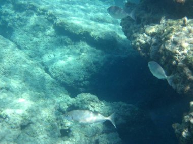 Rodos adası yakınlarındaki Akdeniz 'in inanılmaz sualtı dünyası. Bu denizin bitki örtüsü ve faunasının sualtı fotoğrafçılığı. Rodos, Yunanistan