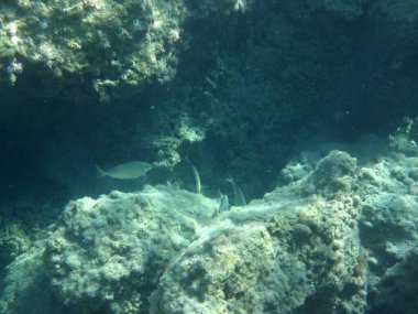 Rodos adası yakınlarındaki Akdeniz 'in inanılmaz sualtı dünyası. Bu denizin bitki örtüsü ve faunasının sualtı fotoğrafçılığı. Rodos, Yunanistan